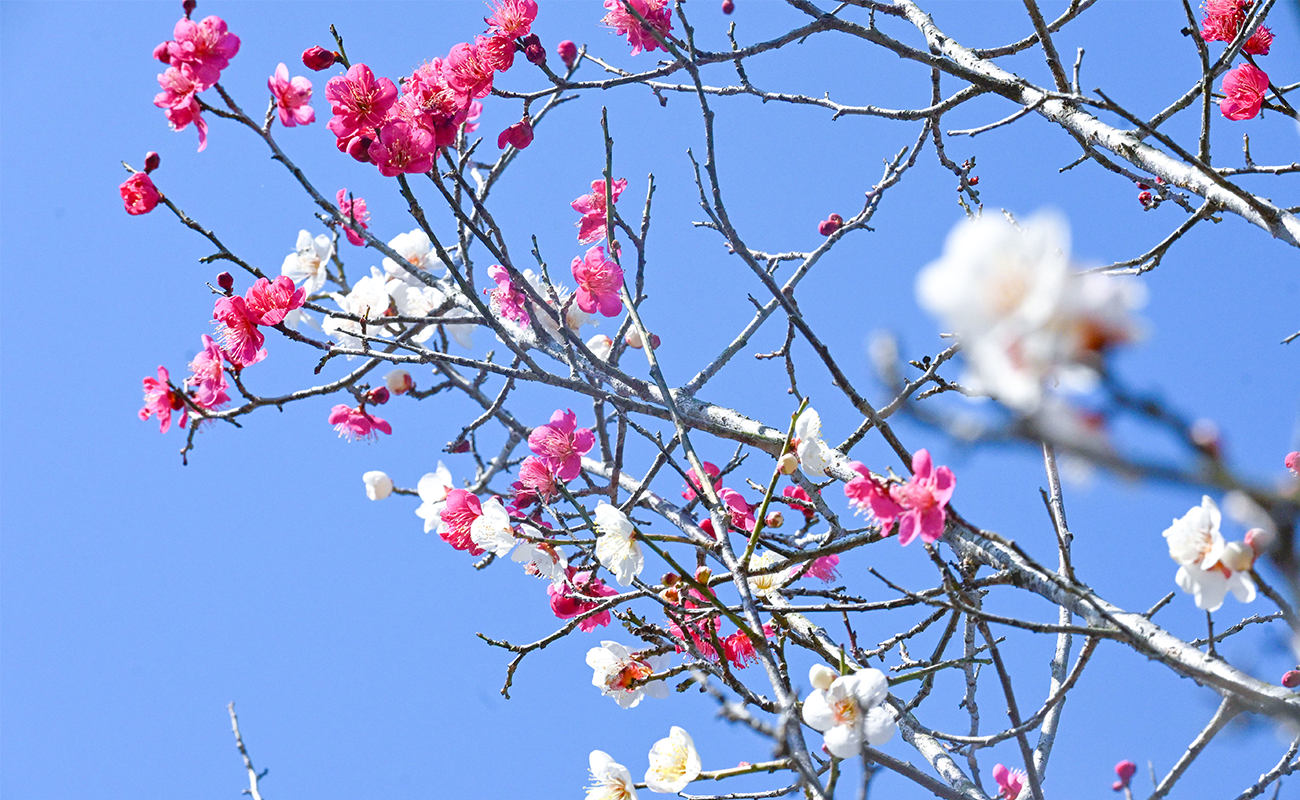 ウメ見頃＠竜頭の丘（ドッグラン周辺） photo02/21