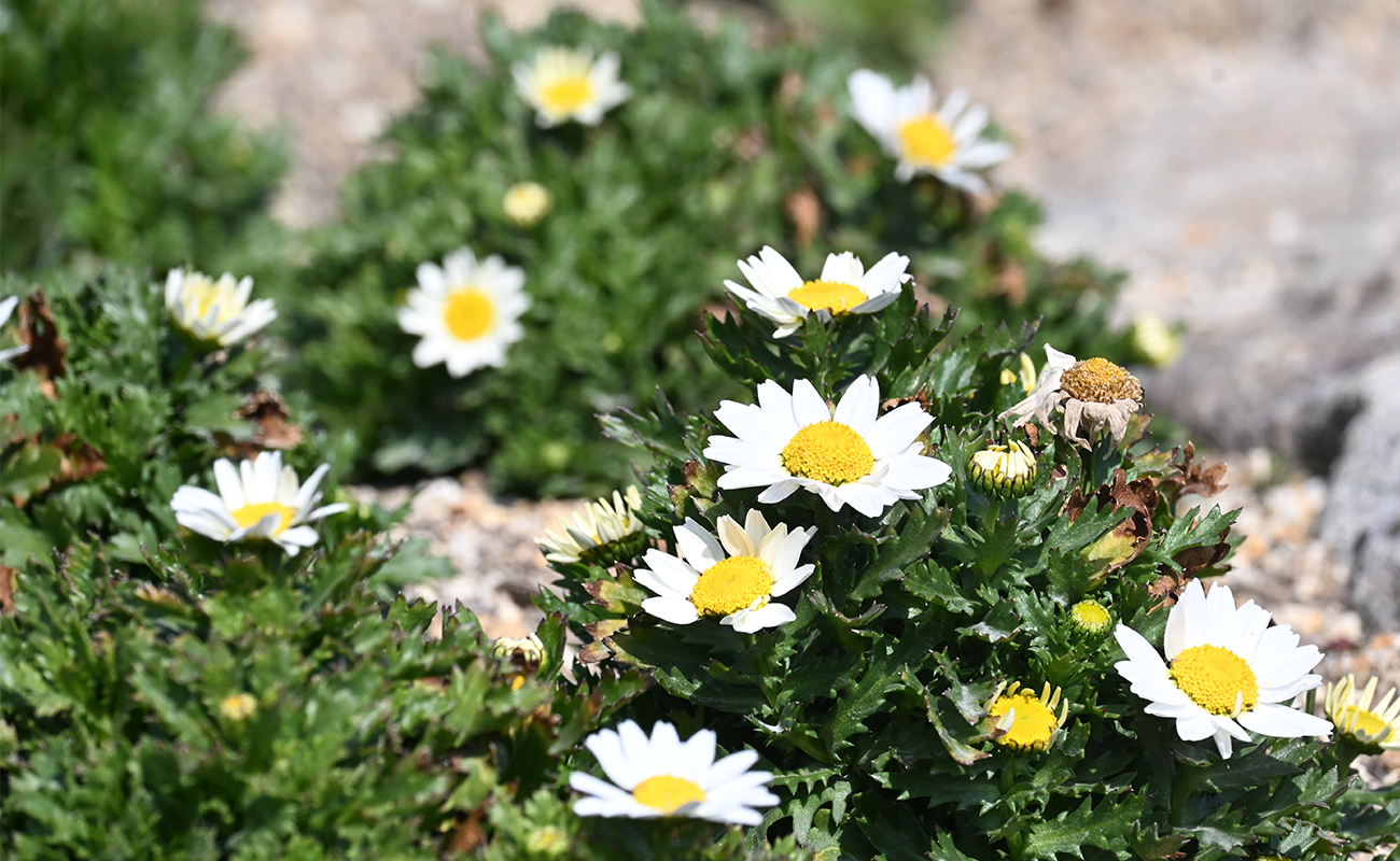 ノースポール＠風花の庭、エントランス広場