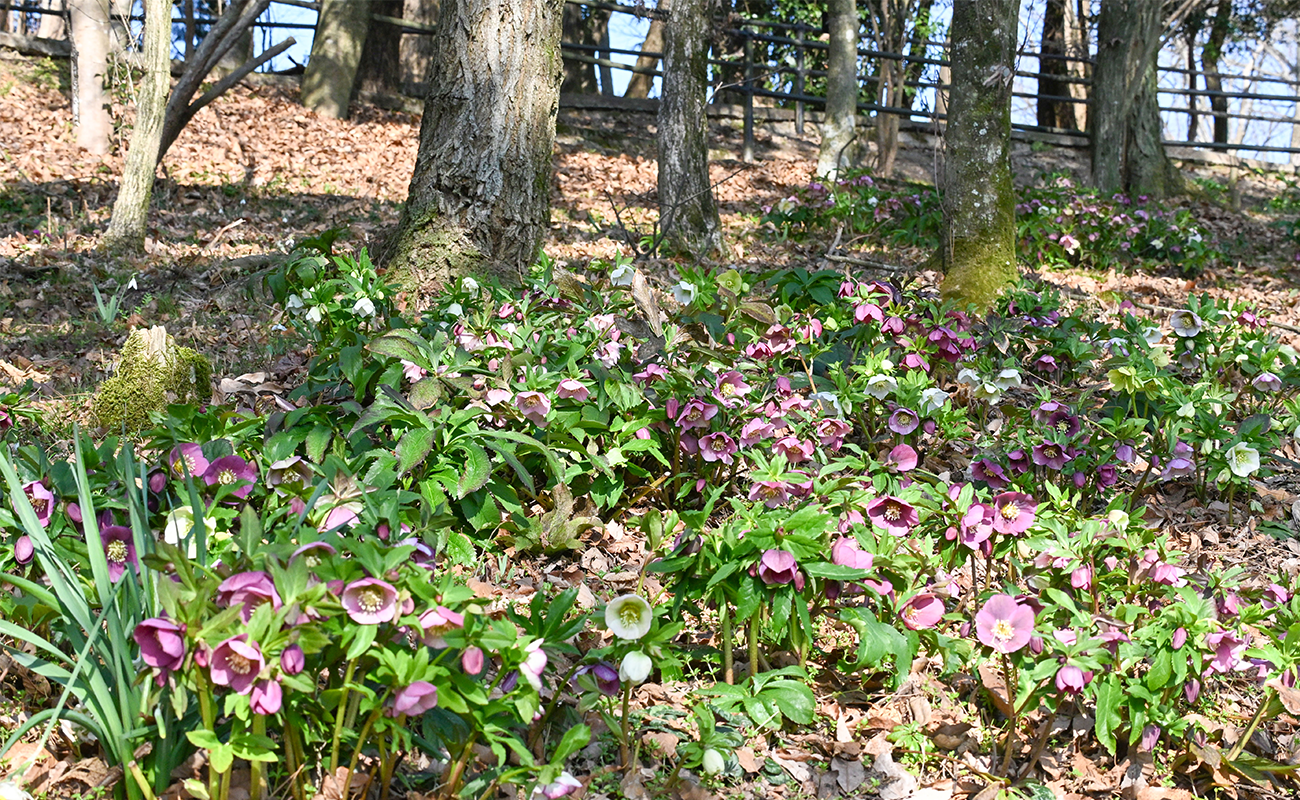 クリスマスローズ5分咲き＠竜頭の森 photo02/21