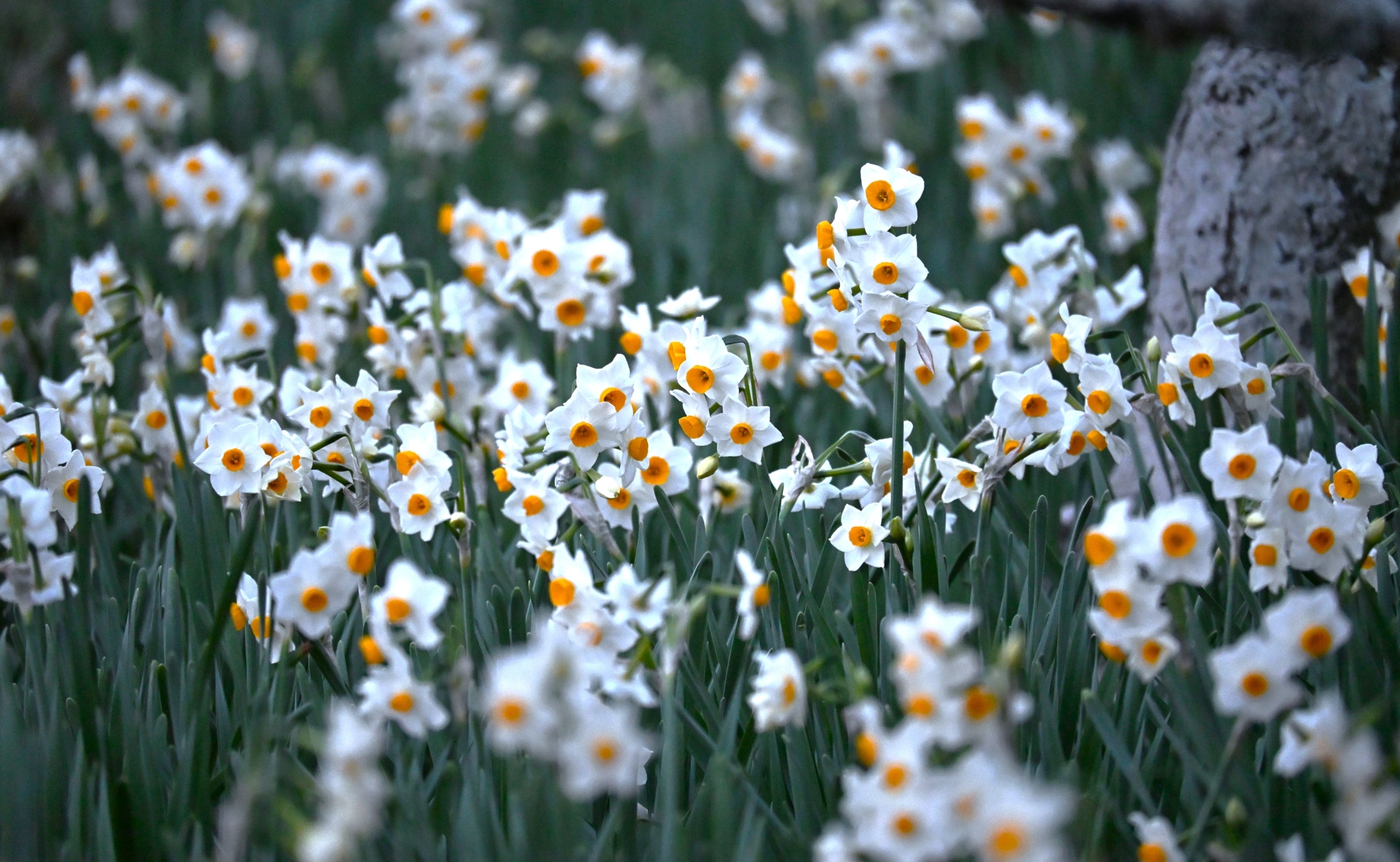 二ホンズイセン見頃＠竜頭の森 photo01/31