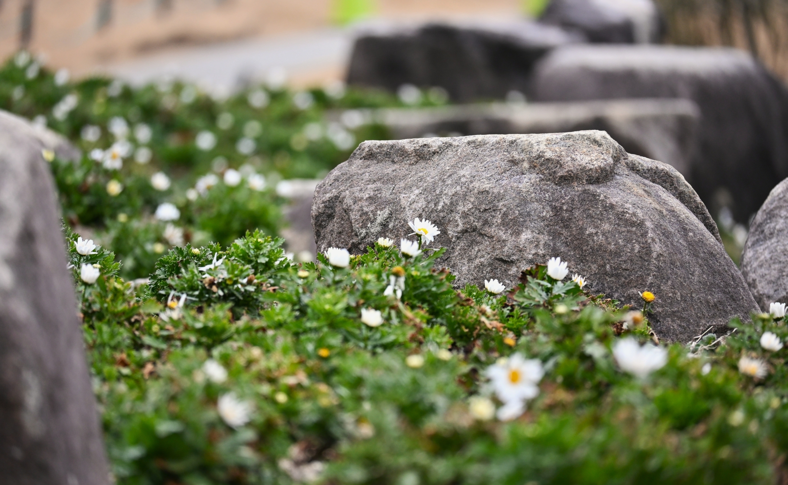 ノースポール＠風花の庭、エントランス広場