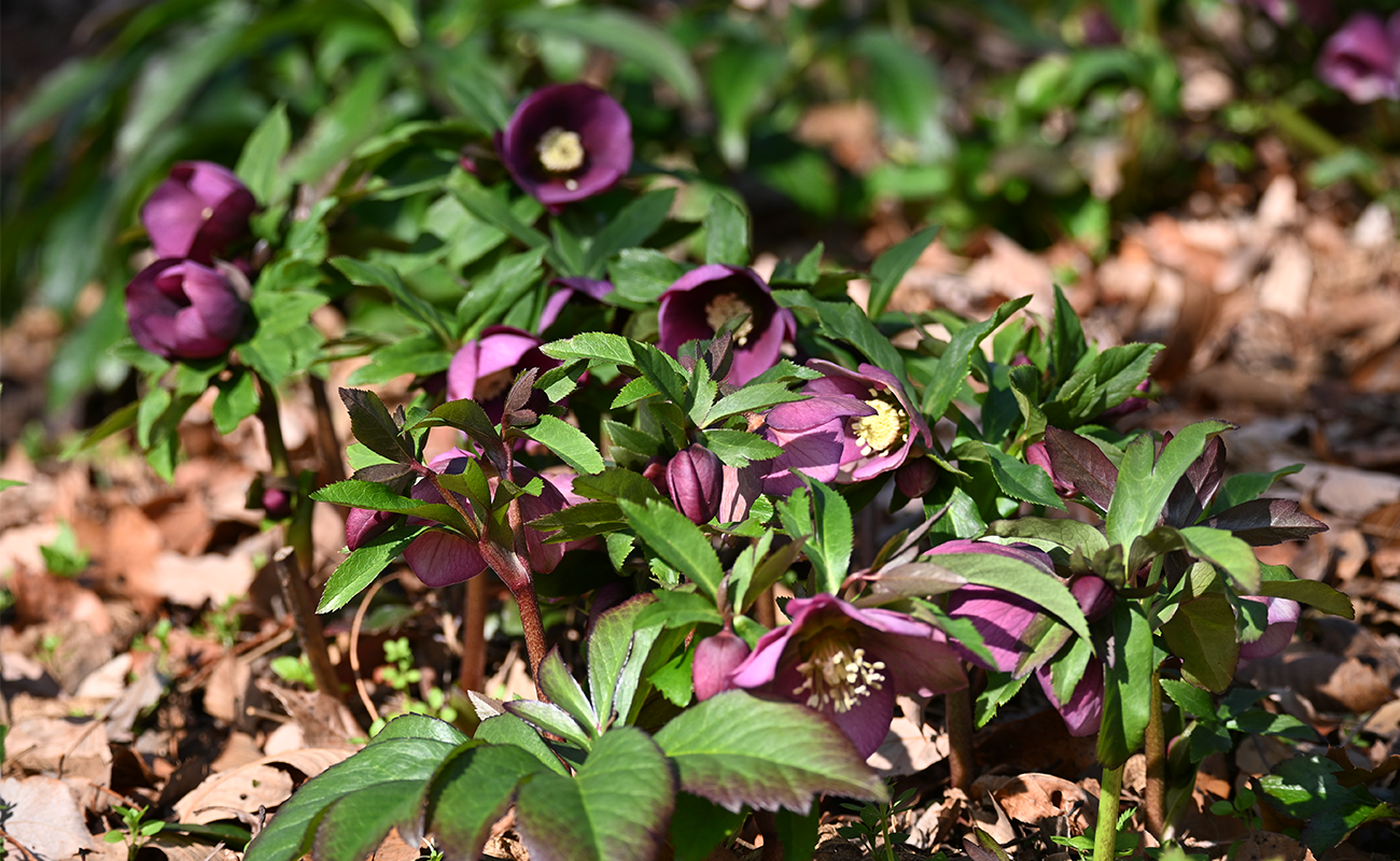 クリスマスローズ3分咲き＠竜頭の森 photo02/13