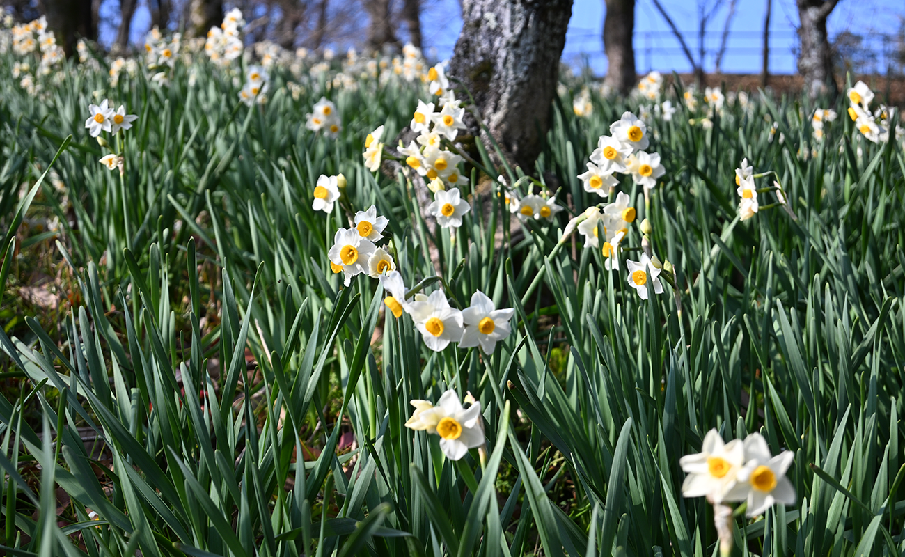 二ホンズイセン見頃＠竜頭の森 photo02/13