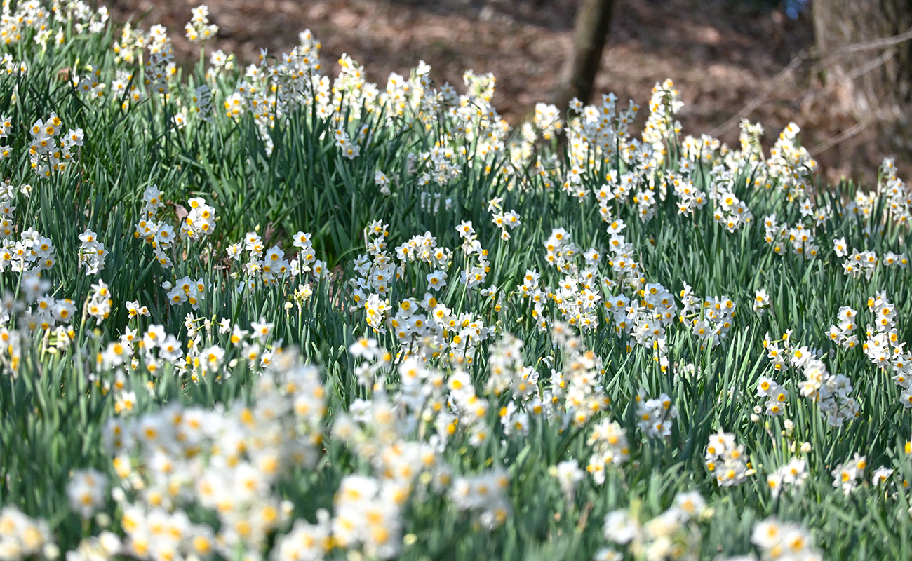 二ホンズイセン見頃＠竜頭の森 photo02/21