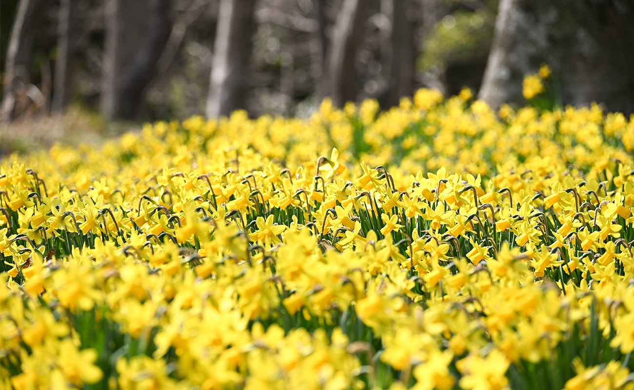 スイセンテタテート見頃＠飛竜の花道 photo3/15