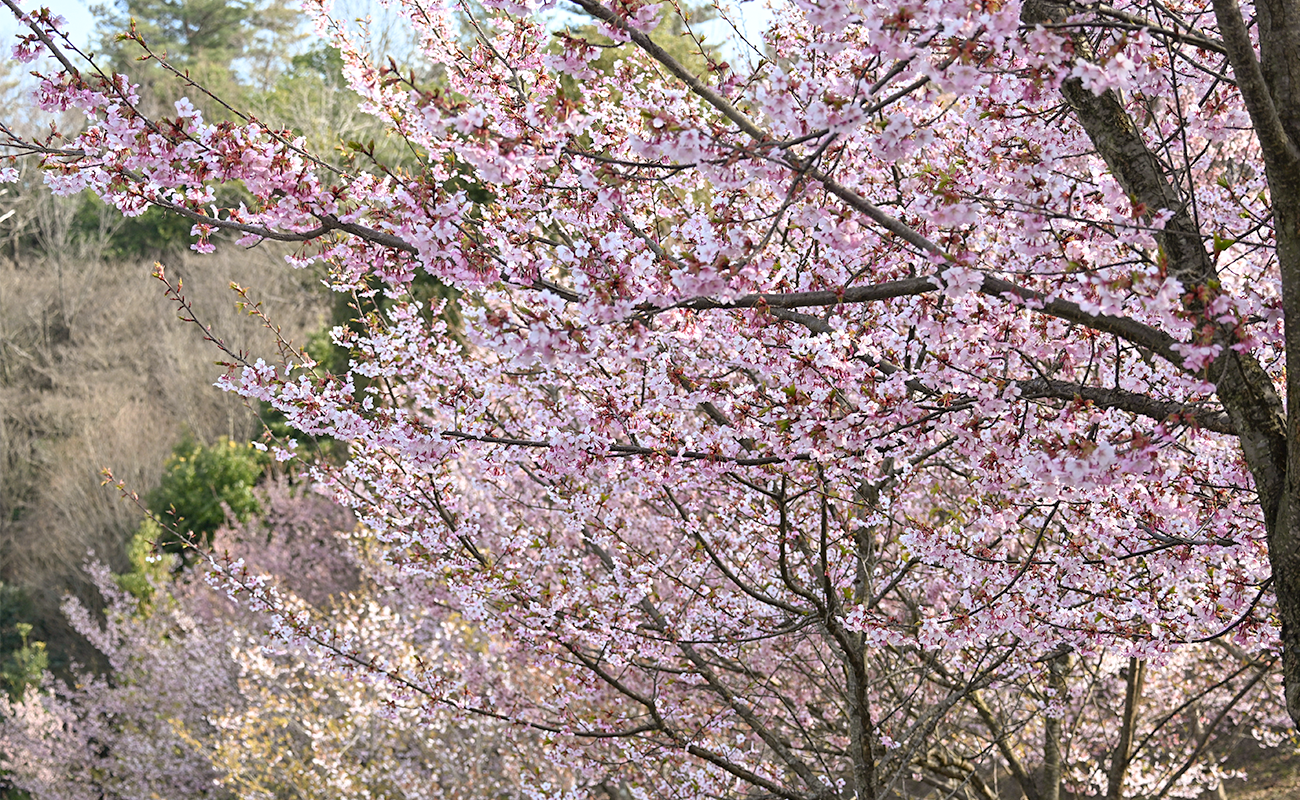 早咲きサクラ見頃＠お花見広場 photo3/15