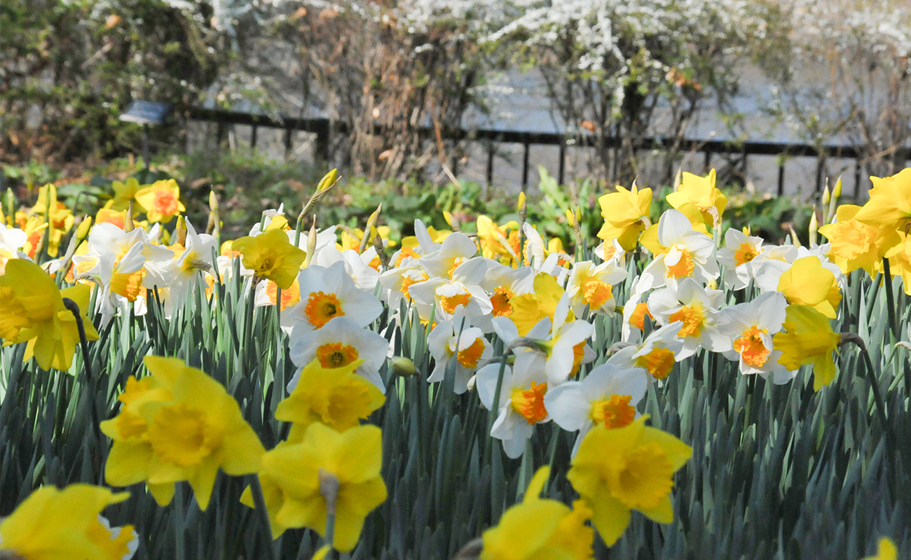 スイセン@飛竜の花道 photo3/20