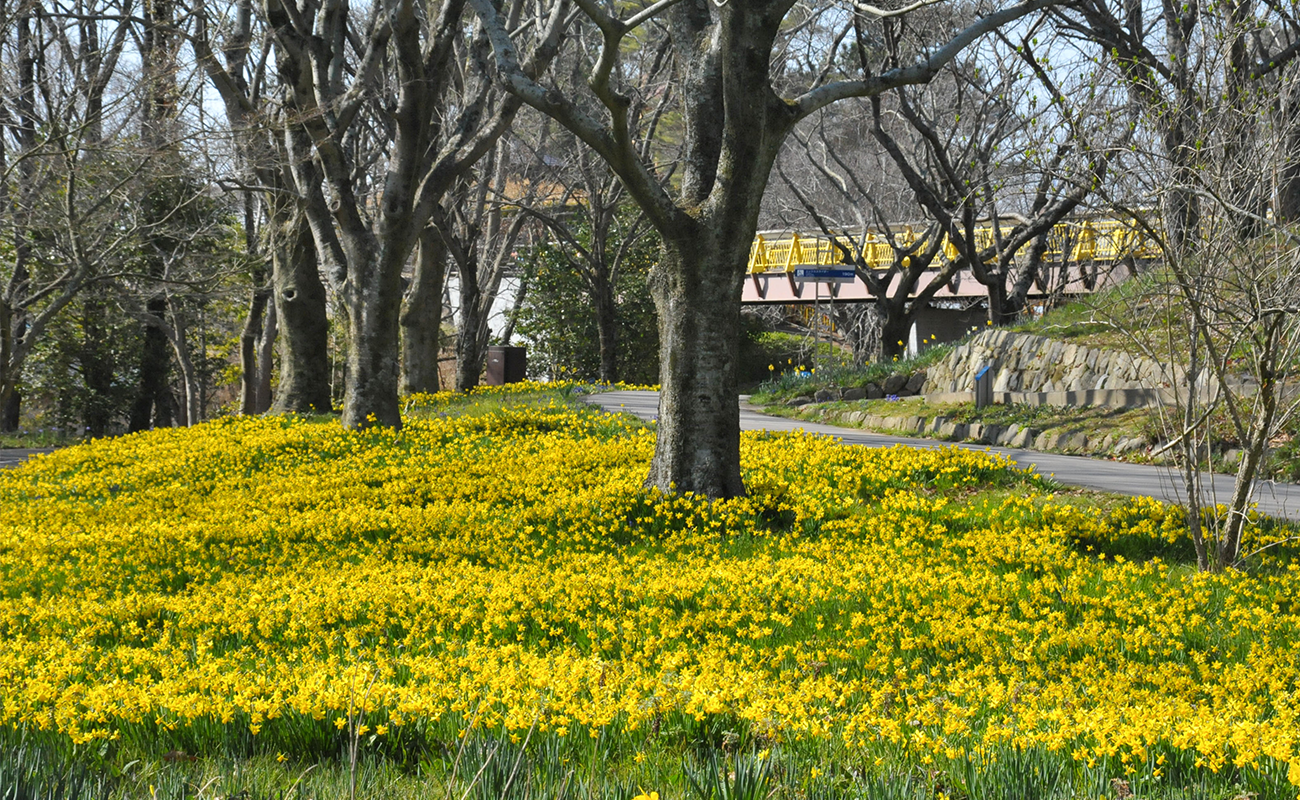 スイセンテタテート見頃@飛竜の花道 photo3/20
