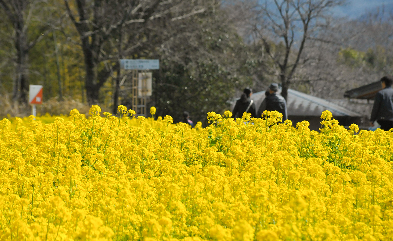 ナノハナ見頃@竹風庵 photo03/20