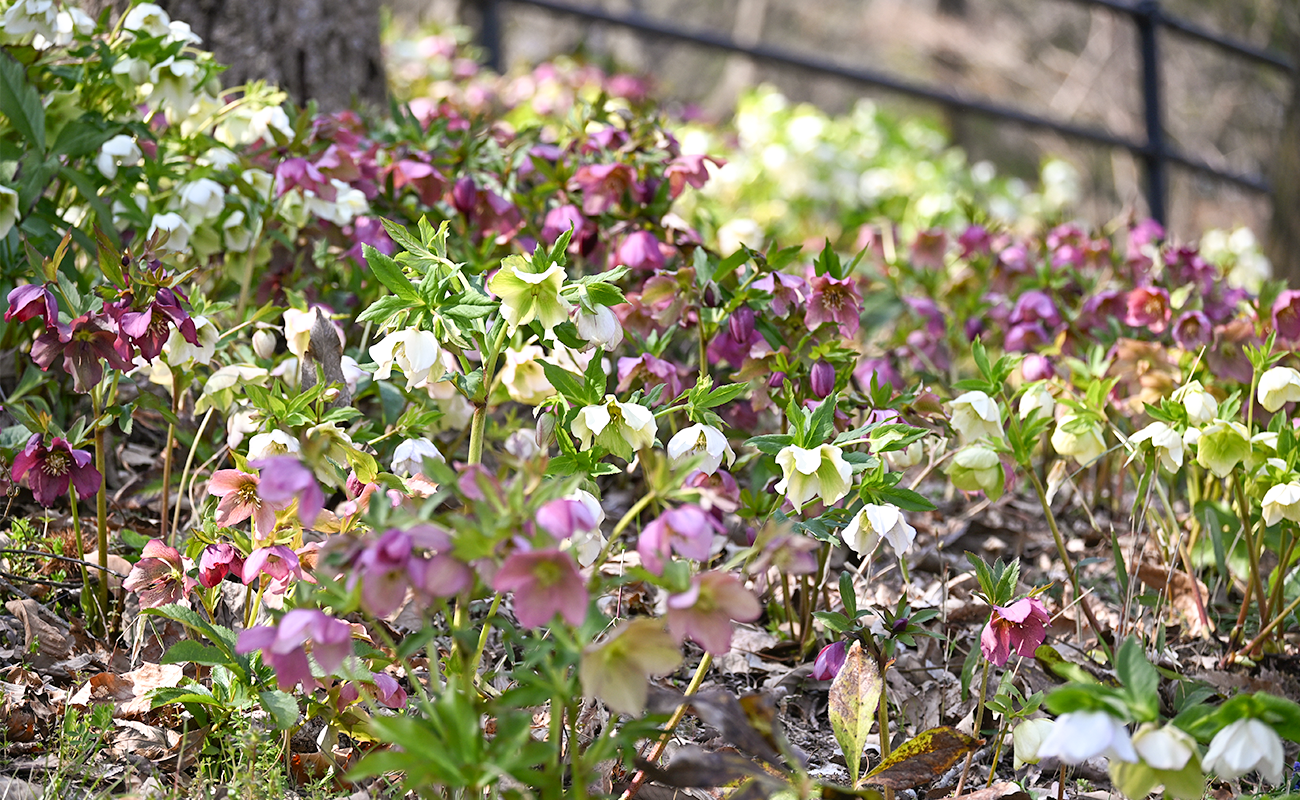 クリスマスローズ見頃＠竜頭の森 photo03/15