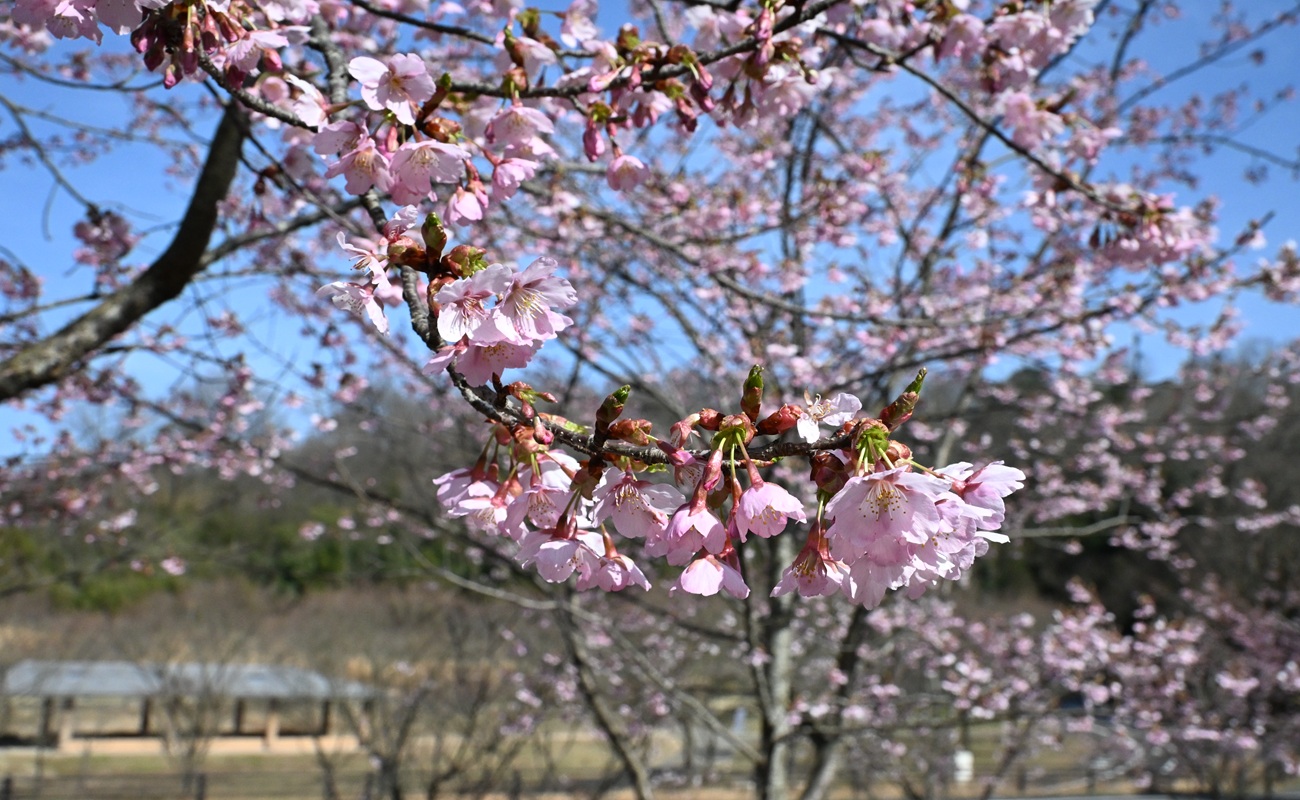 早咲きサクラ見頃＠お花見広場 photo3/5