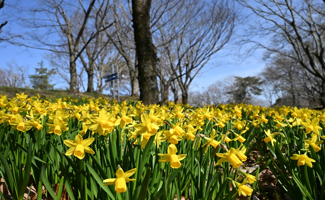 スイセンテタテート見頃＠飛竜の花道 photo3/5
