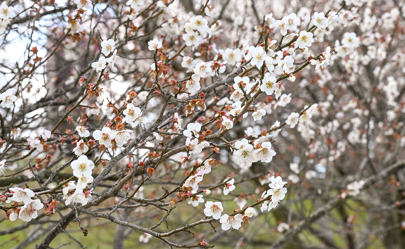 ウメ(白)見頃@竜頭の丘(ドッグラン周辺) photo03/08
