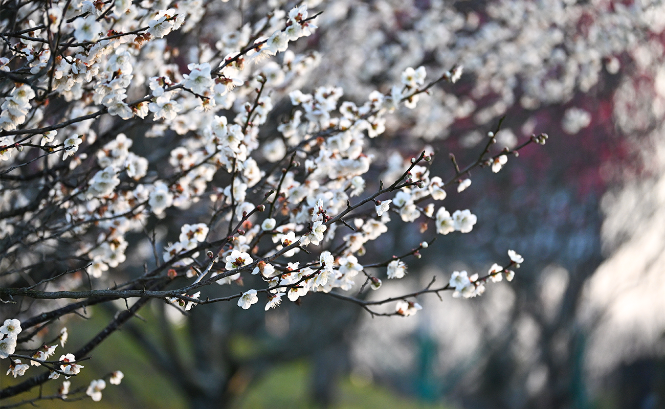 ウメ（白）見頃＠竜頭の丘（ドッグラン周辺） photo03/01