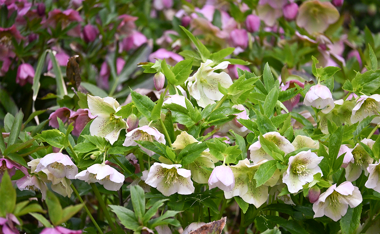 クリスマスローズ見頃@竜頭の森 photo03/08