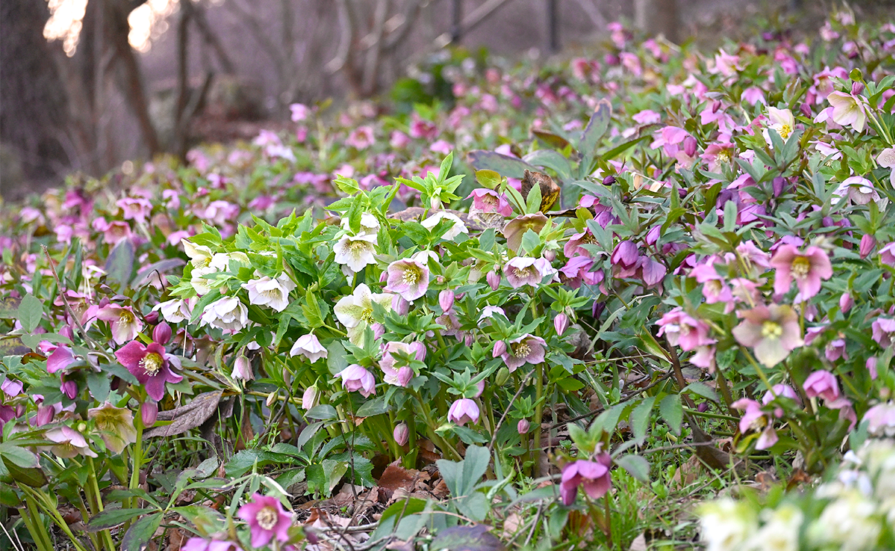 クリスマスローズ見頃＠竜頭の森 photo03/01