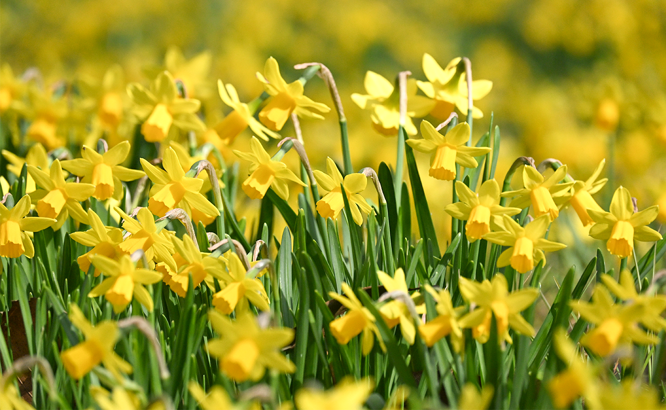 スイセンテタテート見頃@飛竜の花道 photo3/8