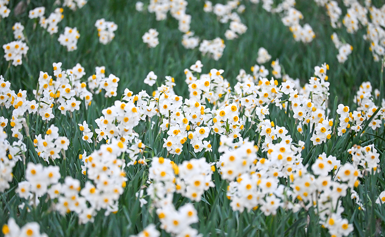 二ホンズイセン見頃＠竜頭の森 photo03/01