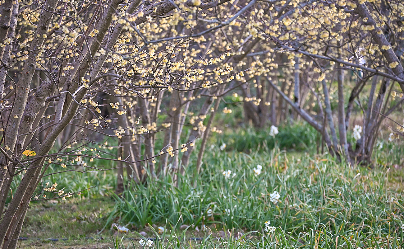 ロウバイ見頃＠竹風庵 photo03/01