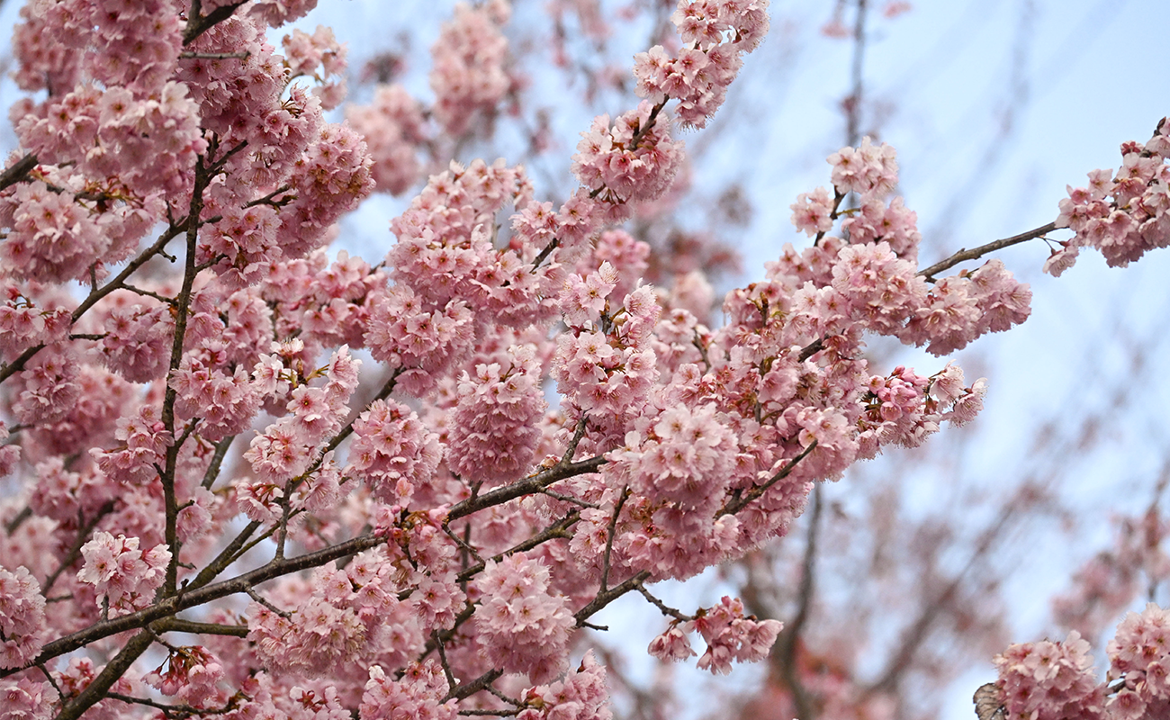 早咲きサクラ見頃@お花見広場 photo3/8